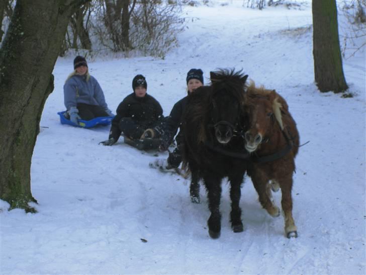 Shetlænder Asterix - aflivet :´( - vinter 2006 billede 15