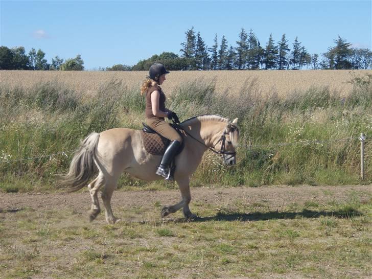 Fjordhest Sisse - Opvarmning til dressur stævne på Sindbjerg billede 12