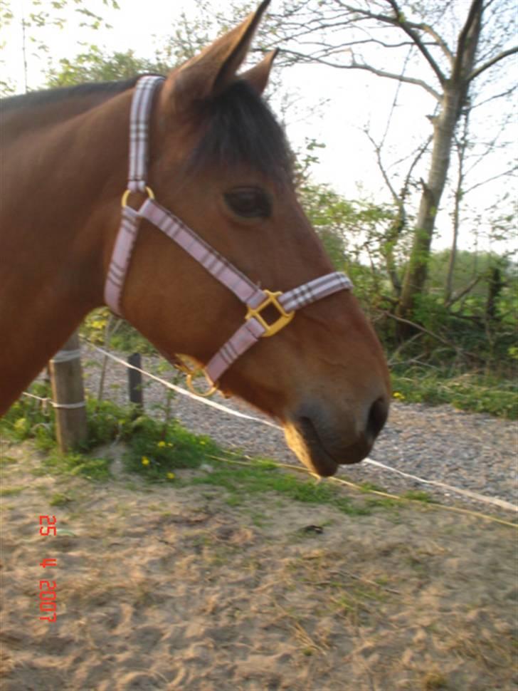 Dansk Varmblod tiffani billede 7