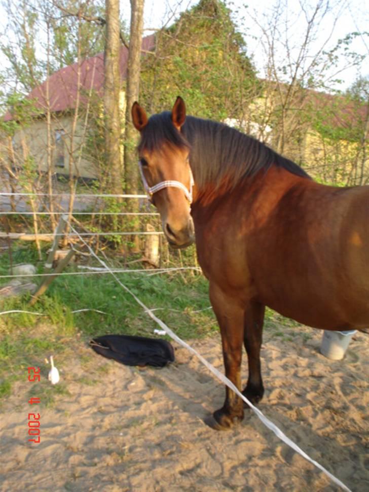 Dansk Varmblod tiffani billede 8