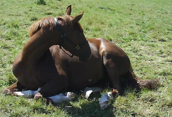 Hollandsk Varmblod ¤ Vlo ¤ - en træt lille musse ;) billede 1