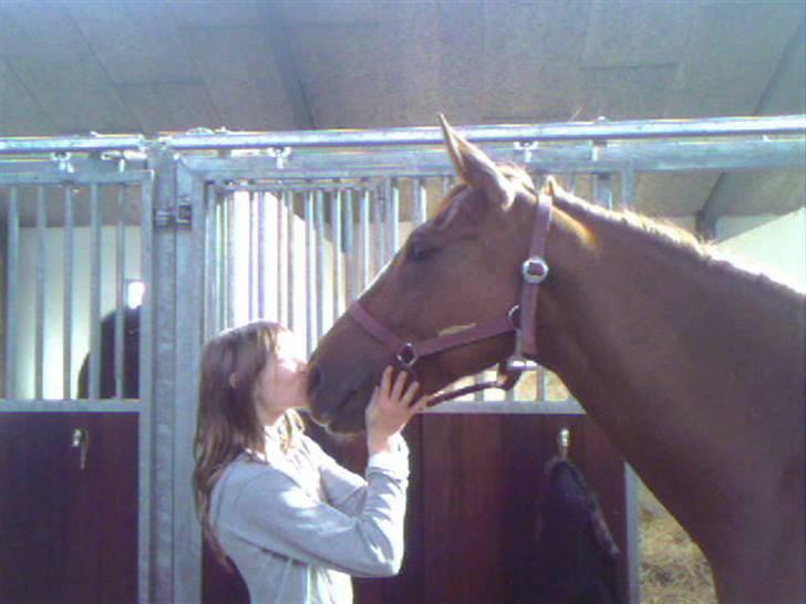 Hollandsk Varmblod ¤ Vlo ¤ - Maja & Vlo´ii pysser :) billede 3