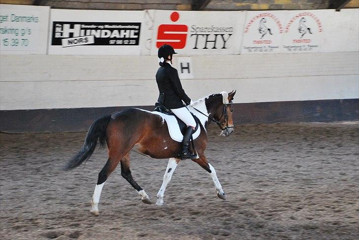 Pinto casanova<3 stjernen<3 - Første stævne i nord thy slut parrade i lc hehe:B billede 8