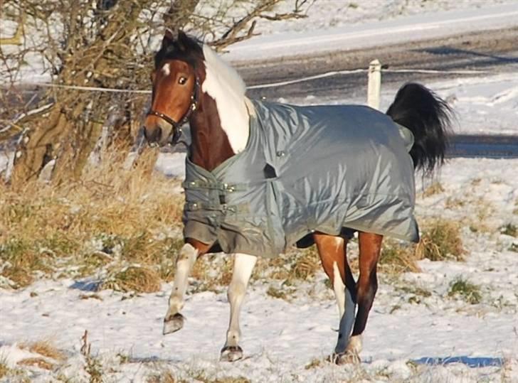 Pinto casanova<3 stjernen<3 - wauw!! er der mon noget:) billede 9