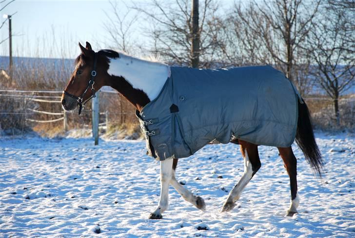 Pinto casanova<3 stjernen<3 - en tur på jordfold <3 billede 10