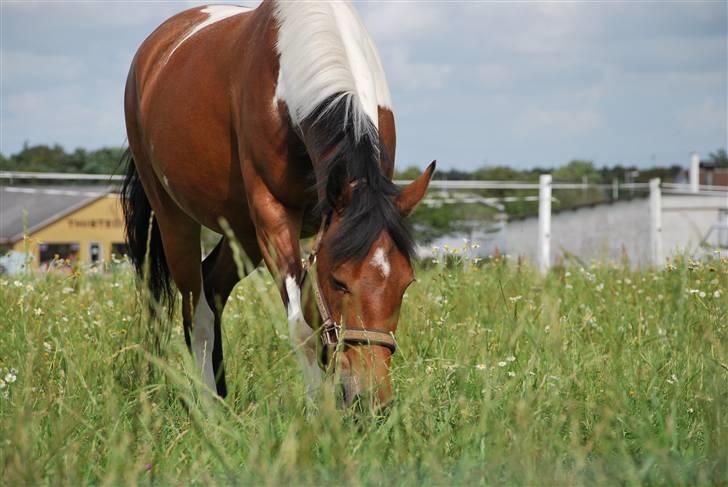 Pinto casanova<3 stjernen<3 - casanova du gør mit liv fuldkommen billede 11