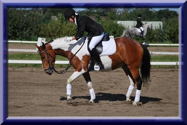 Pinto casanova<3 stjernen<3 - det gik bare så fint<3 billede 13