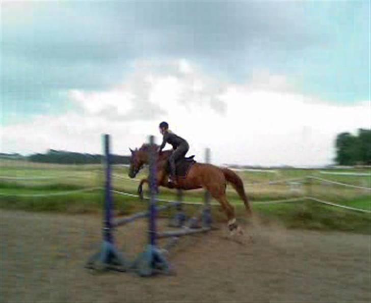 Hollandsk Varmblod ¤ Vlo ¤ billede 5