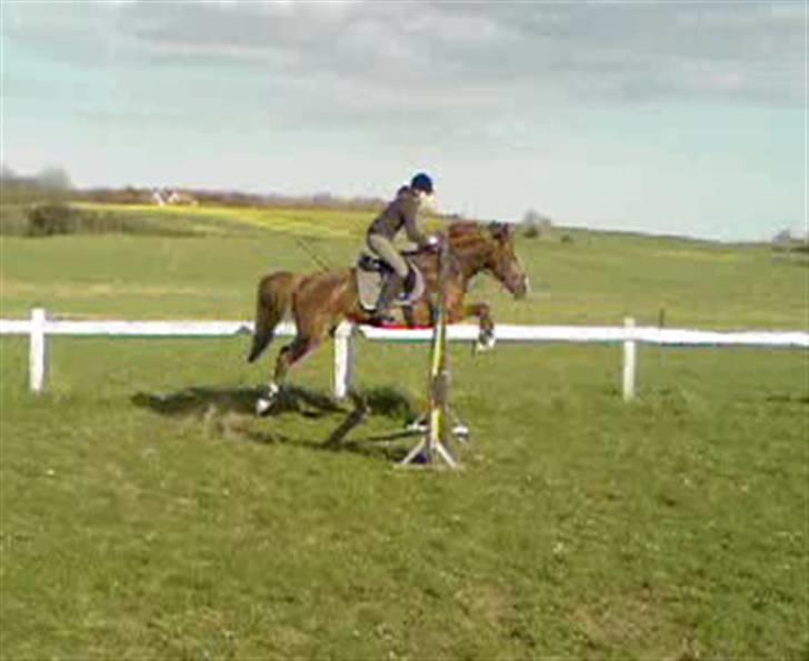 Hollandsk Varmblod ¤ Vlo ¤ - Lea og Vlo´ii. Beklager kvaliteten :) billede 6