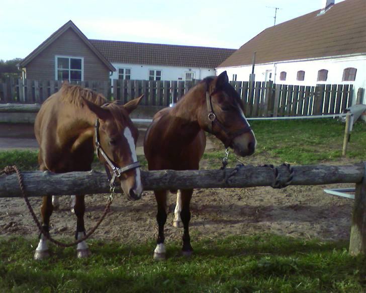 Hollandsk Varmblod ¤ Vlo ¤ - Hollænderne :D billede 7