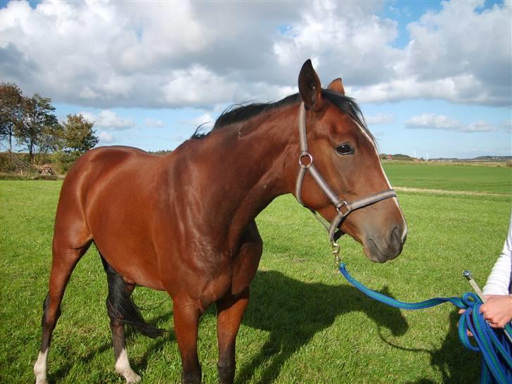 Dansk Varmblod Monique billede 1