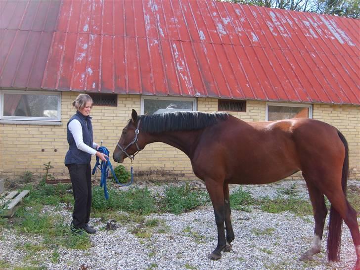 Dansk Varmblod Monique billede 2