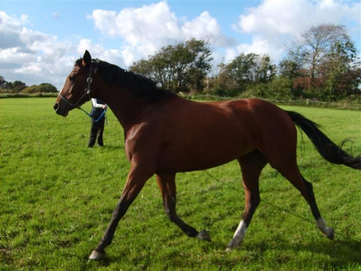 Dansk Varmblod Monique billede 3