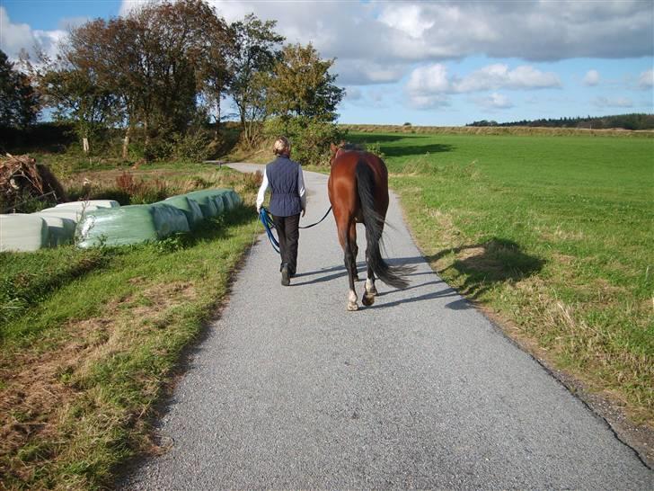 Dansk Varmblod Monique billede 5