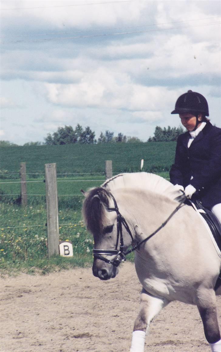 Fjordhest Ingegård's QTO *Savnet* <3 - Stævnebillede igen ag mig og QTO billede 6