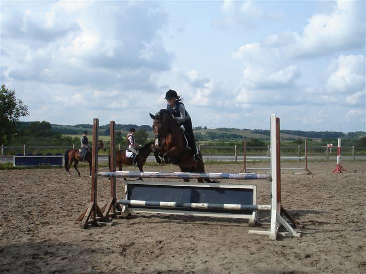 Hollandsk Sportspony Orchid´S Paxton <B-pony> - Paxton i viborg (Undervisning) billede 8