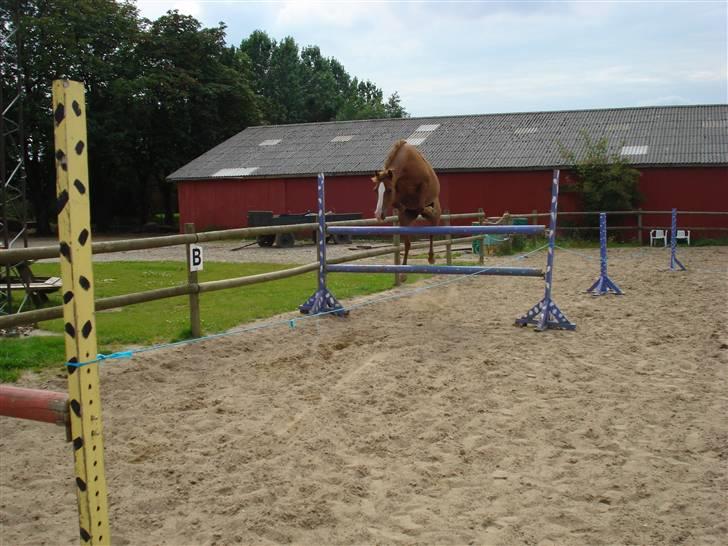 Sportsaraber (A) Sødals Sally (Lille søs's - Her springer hun 130 i løsspring.. billede 6