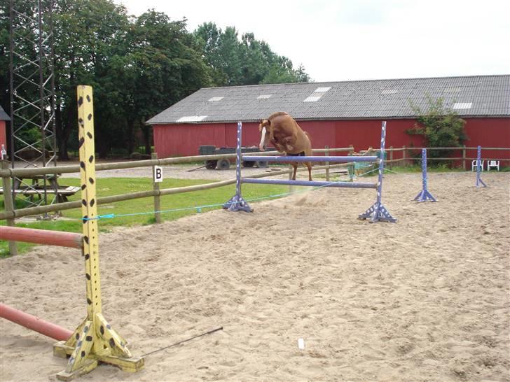 Sportsaraber (A) Sødals Sally (Lille søs's - Her springer hun igen 130 dvs SA.. er mega stolt!! billede 7