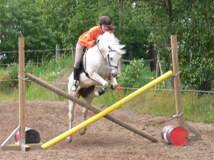 Hollandsk Sportspony Greyhound <3<3  -  <´´3 billede 16