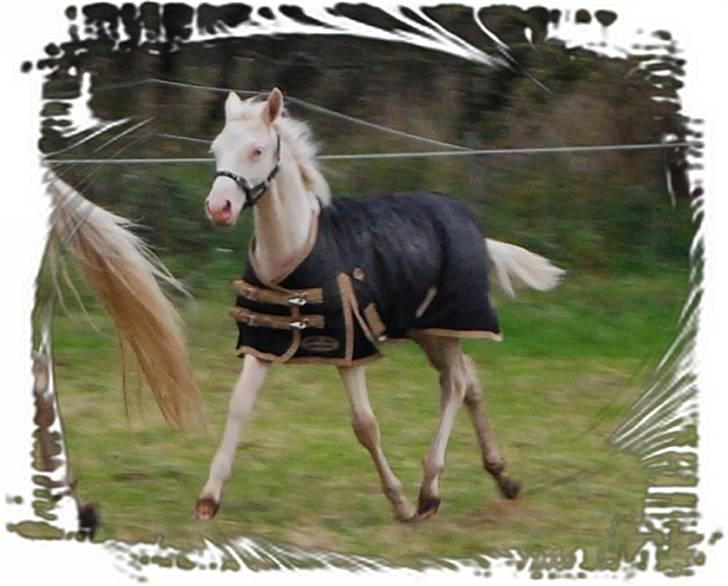 Palomino Mr. SnowFlake *SOLGT* billede 13