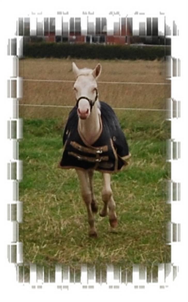 Palomino Mr. SnowFlake *SOLGT* billede 14