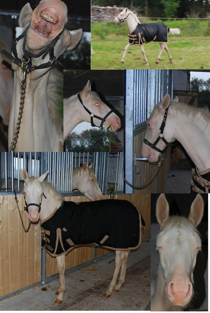 Palomino Mr. SnowFlake *SOLGT* billede 16