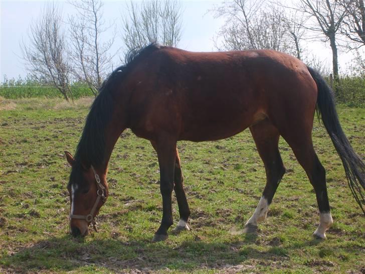Dansk Varmblod Monique billede 6