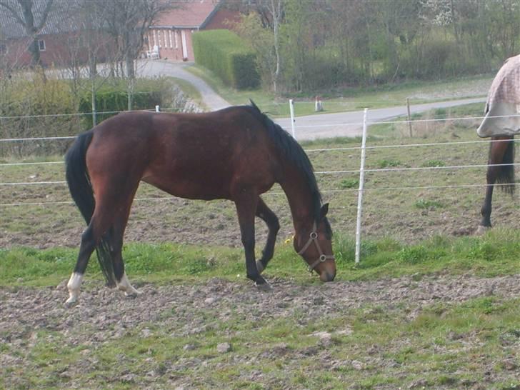 Dansk Varmblod Monique billede 7