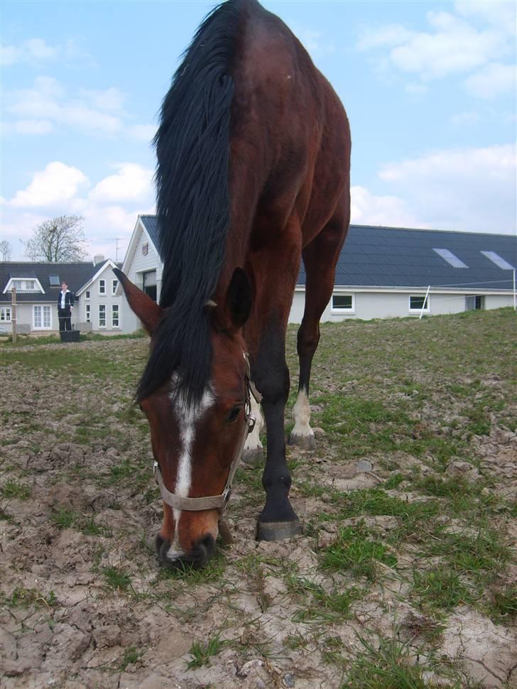 Dansk Varmblod Monique billede 8