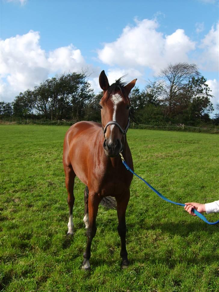 Dansk Varmblod Monique billede 11