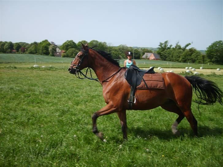 Dansk Varmblod Monique billede 12