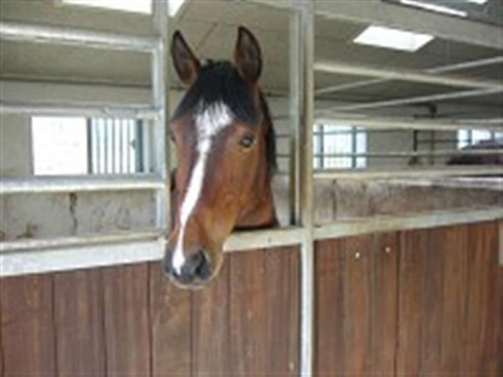 Dansk Varmblod Monique billede 13