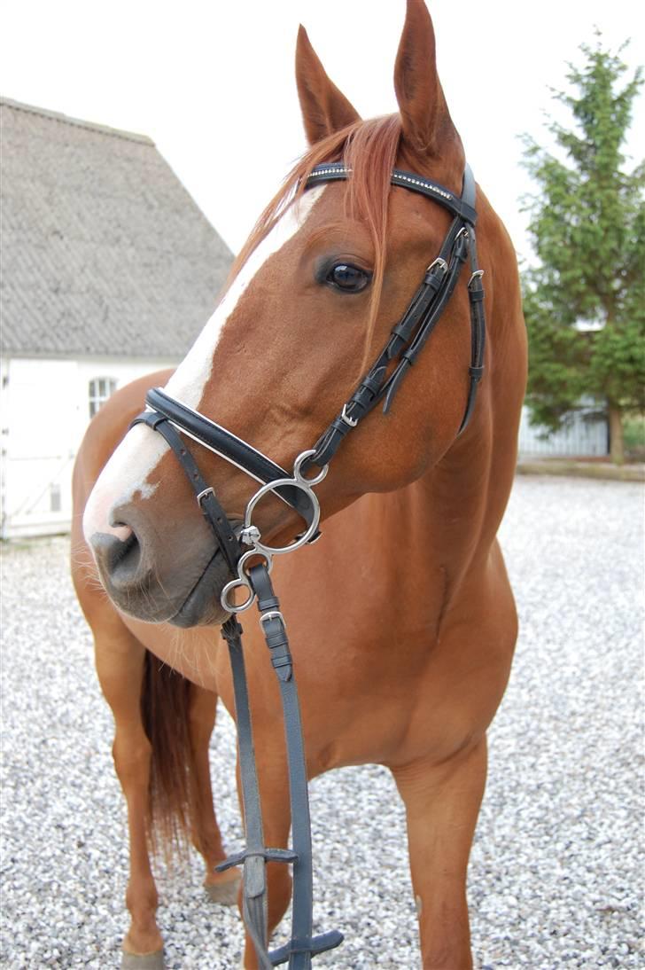 Traver Junker - Den smukke juli 2008 billede 1