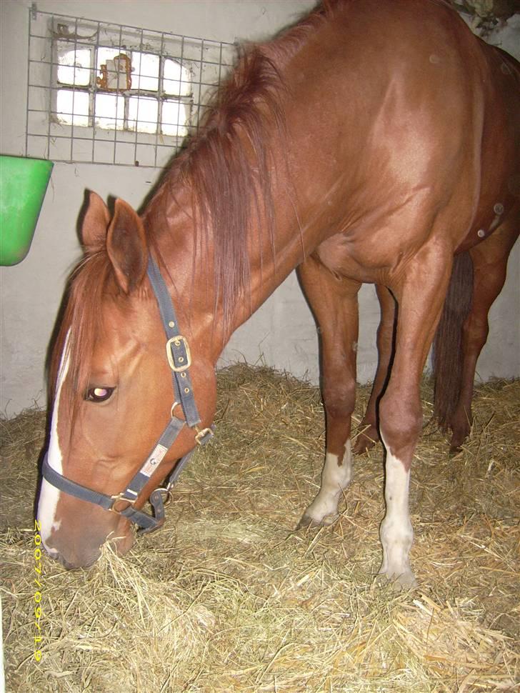 Traver Junker - Sep 2007 den Junker er lige kommet hjem. billede 2