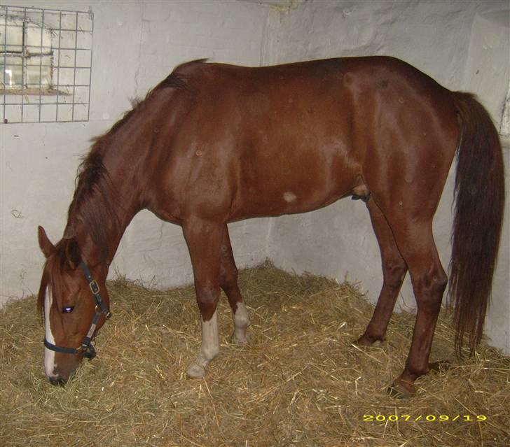 Traver Junker - Sep 2007 den Junker er lige kommet hjem. billede 3