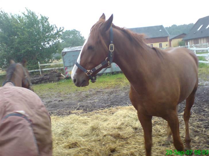 Traver Junker - Første gang Junker er ude sammen med Dondi billede 4