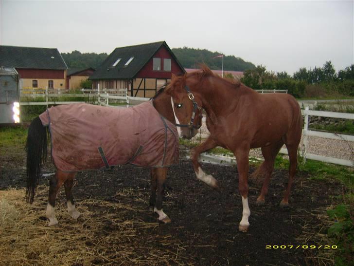 Traver Junker - Første gang Junker er ude sammen med Dondi billede 5