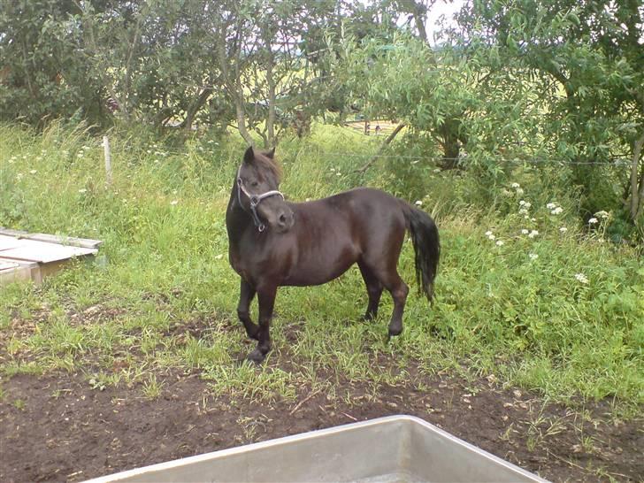 Anden særlig race Nickeline - Her ser Line at jeg kommer med en godbid billede 1