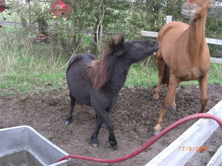 Anden særlig race Nickeline - Så skal DV hoppen lige sættes på plads :) billede 2