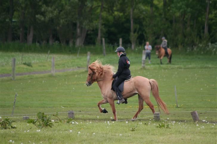 Islænder Aila fra Sebbesborg - Aila og mig i arb tölt [Copyright Ditte Vang-Pedersen] billede 20