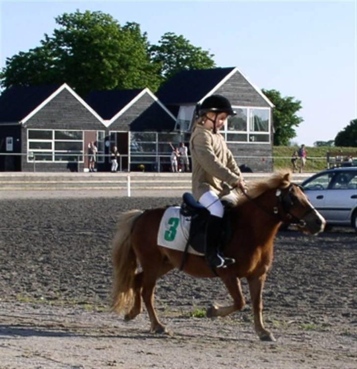 Shetlænder Ronja  - her er vi til løb , det går rigtig godt :-) billede 1