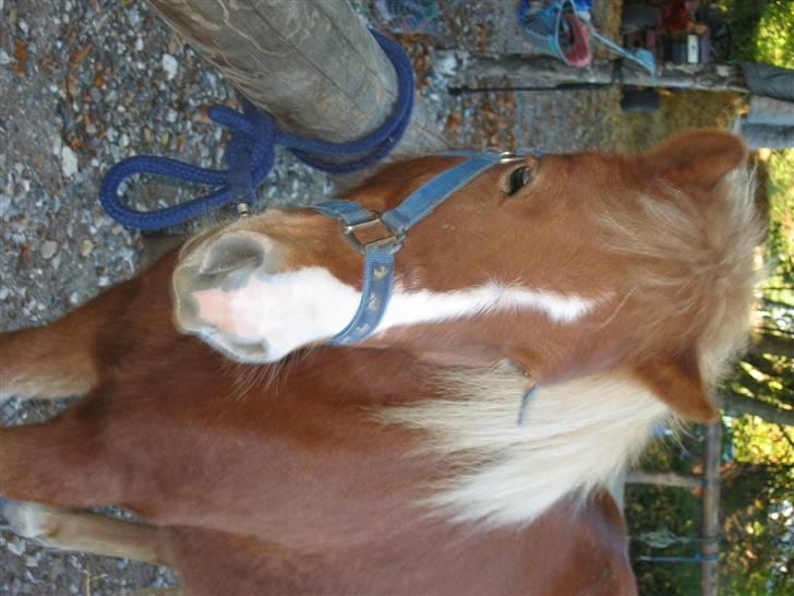 Shetlænder Ronja  - sorry at det vender forkert , meen det er da godt nok .  billede 2