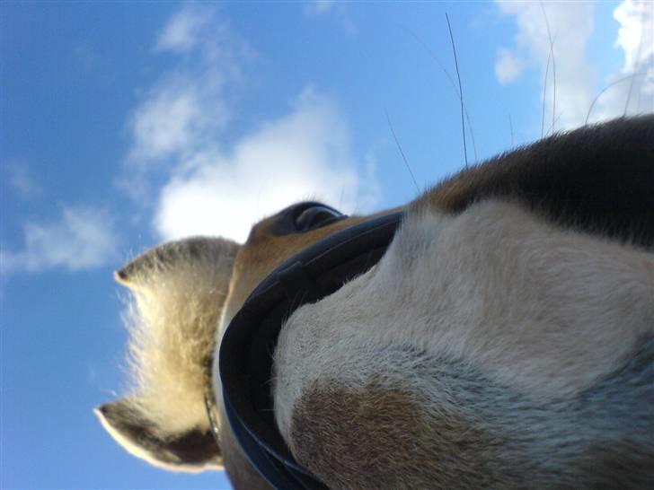 DSP Bes   - "hvad er det der?!"  <3  - hvor er hun dejlig den gamle pony (: <3  billede 4