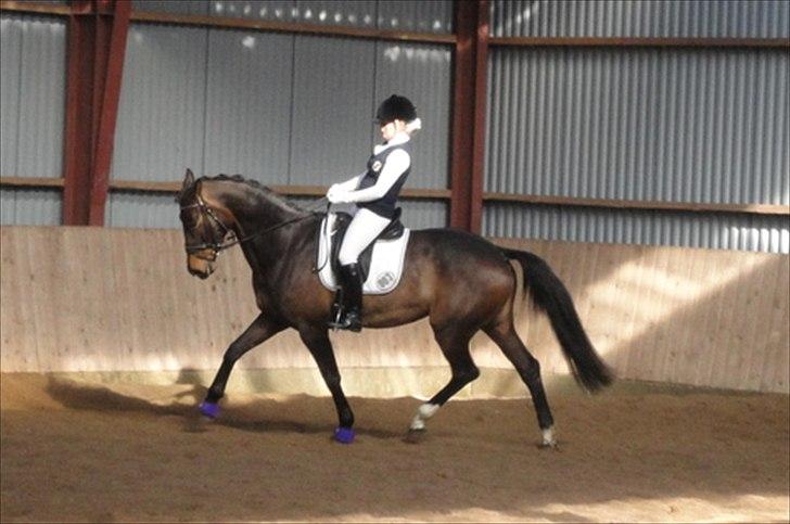 Dansk Varmblod Ny Ågårds Amoena  DULLEN B-Hest - til stævne i arden hvor jeg debuterede i la6 :-) billede 11