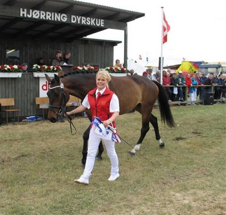Dansk Varmblod Ny Ågårds Amoena  DULLEN B-Hest - Hjørring dyrskue 2008 billede 12