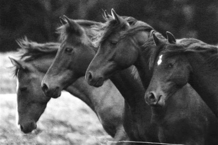 New Forest Tobias Vesta - newforester fra birkilds newforest billede 2