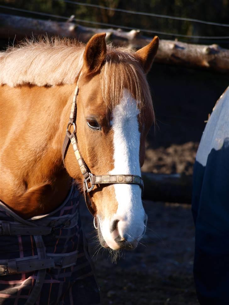 Anden særlig race Mr.Latino  **B-pony** solgt - mig og Latino til teamcup på Vilhelmsborg billede 10