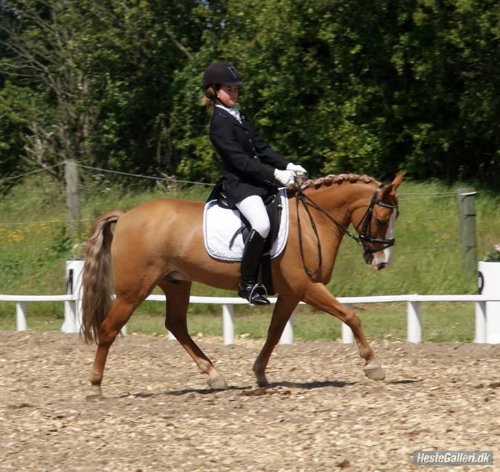 Anden særlig race Mr.Latino  **B-pony** solgt - stævne i løgstrup. taget af louise bjørklund billede 11