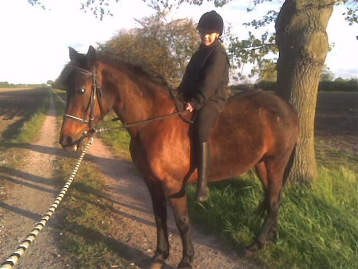 Traver Lep - min datter fik lov til at skridte på ham under genoptræningen, da han efter 14 dage igen måtte ha rytter på billede 1