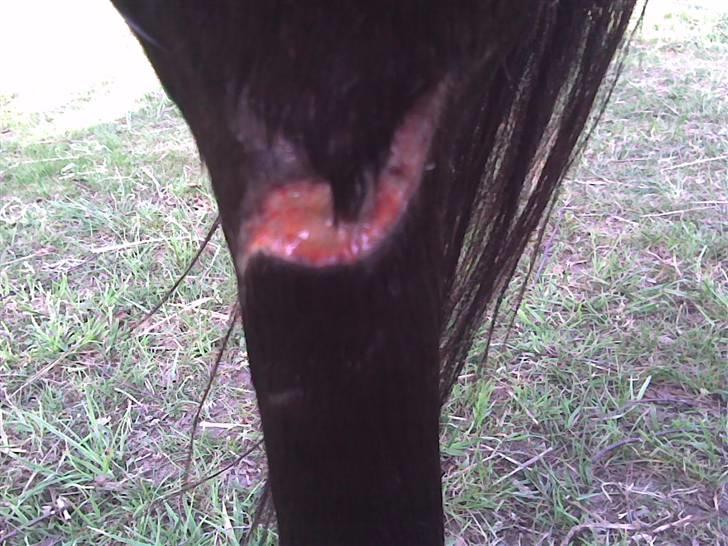 Traver Lep - i sommer. har i hegnet og skar benet og beskadigede bukkesenen billede 3